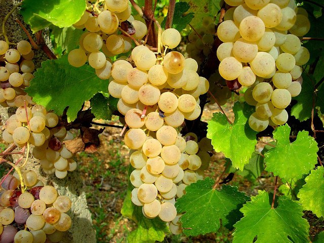Tuscan White Wine Tours Tuscan White Wine Tours