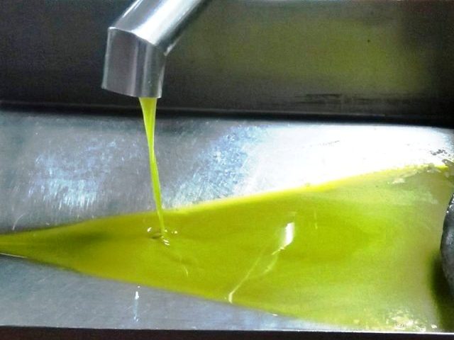 NEW OLIVE OIL IS OUT IN CORTONA, TUSCANY