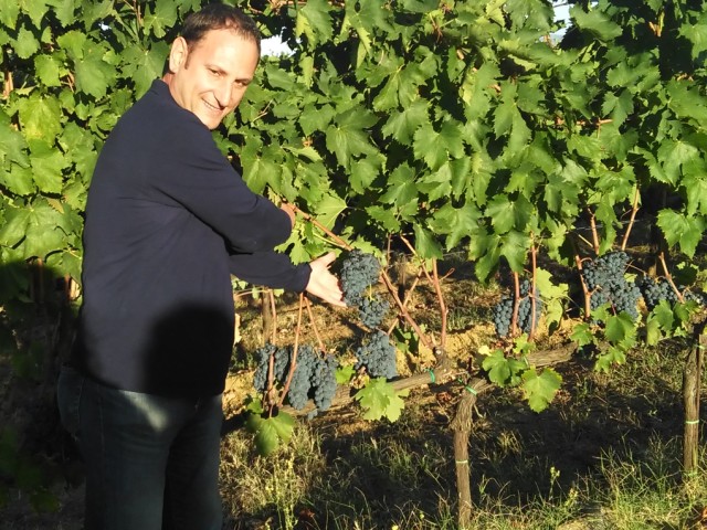 GRAPE HARVEST TIME IN TUSCANY, IT WILL BE A GREAT VINTAGE…