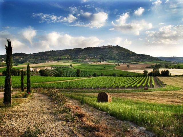 MY FAVOURITE WINE TOUR IN TUSCANY IS … BRUNELLO IN MONTALCINO