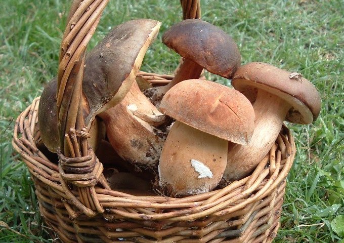 TASTE DELICIOUS MUSHROOMS & WINE, LIVE A TRUE TUSCAN EXPERIENCE WITH ME