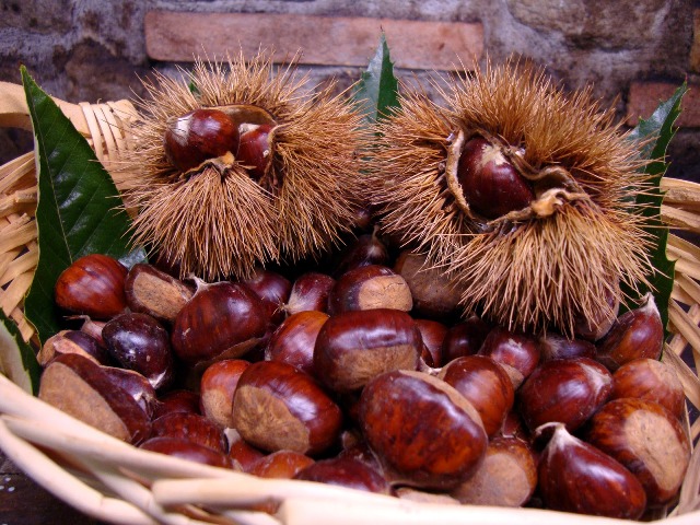 CHESTNUT TIME IN CORTONA, ITALY: VISIT, TASTE, ENJOY, LIVE UNFORGETTABLE MOMENTS WITH ME