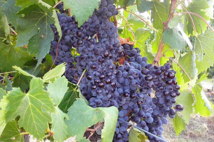 MONTALCINO WINE TOUR