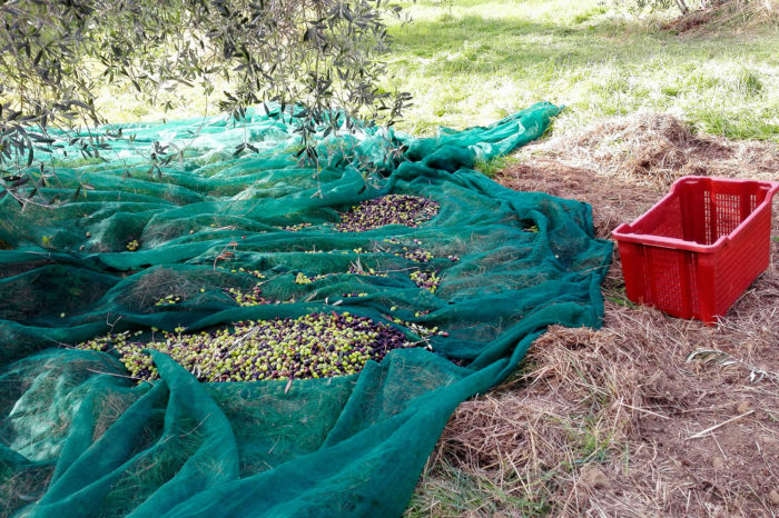 CORTONA OLIVE OIL TOUR