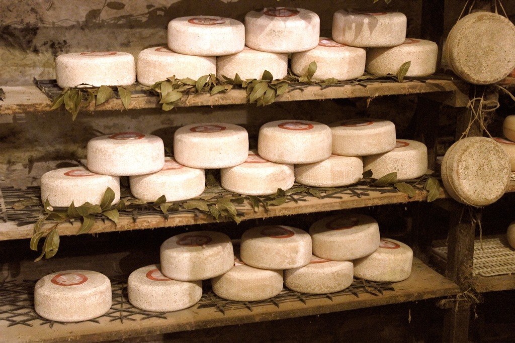 Pecorino cheese