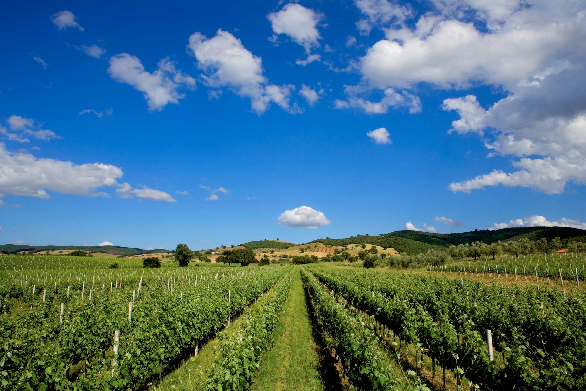 Maremma wineyard