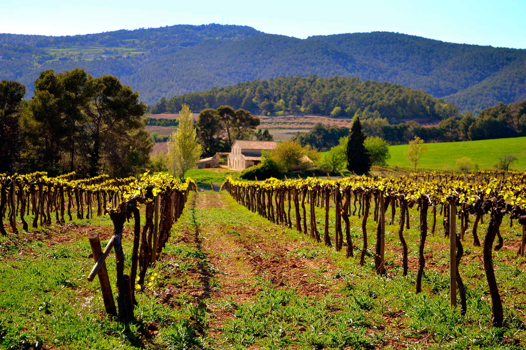 Torgiano wineyards